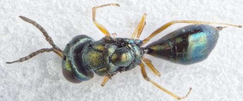 Coruna clavata